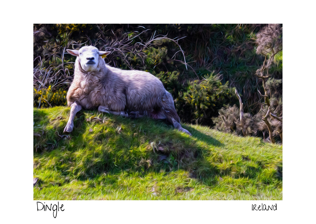 Sheep in the Sun Postcard – Slea Head Drive

Capture the serene charm of the Slea Head Drive with this postcard featuring a relaxed sheep basking in the sun atop a small grassy mound.

🌞 Scenic Design: Showcasing the natural beauty of Dingle’s iconic landscapes.
♻️ Eco-Friendly: Printed on recycled paper for sustainable keepsakes.
🇮🇪 Locally Inspired: Designed on the Dingle Peninsula, celebrating Irish heritage.

Perfect as a souvenir or gift, this postcard brings the peaceful essence of Dingle to life.