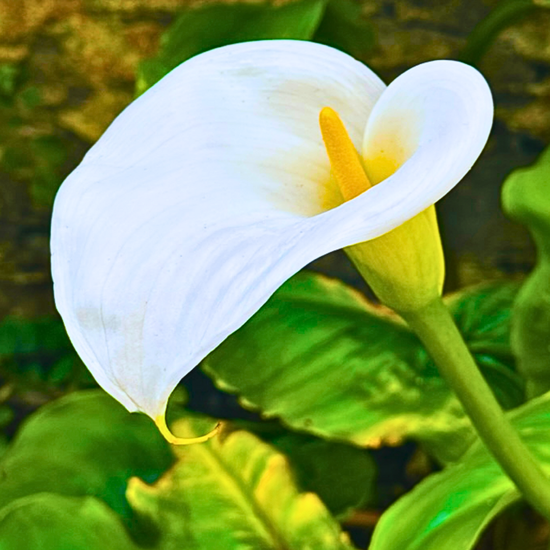 Vibrant Lily Greeting Card – Blank, Eco-Friendly

Capture the beauty of nature with our Vibrant Lily Greeting Card, featuring a stunning photograph of a lily in rich, vibrant natural colors 🌸. Perfect for any occasion, this blank card offers a touch of elegance and the timeless beauty of nature, allowing you to write your own personal message.

Photograph of a vibrant lily with rich, natural colors 🌿
Blank interior for your own personal message ✍️
Printed on eco-friendly, recycled paper 🌍
