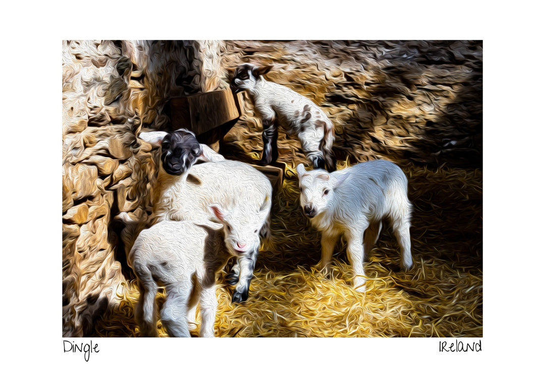 Postcard Special Offer
